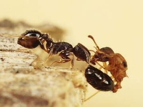 世界初、女王アリだけの種を特定　別種の巣乗っ取り、子育てさせる