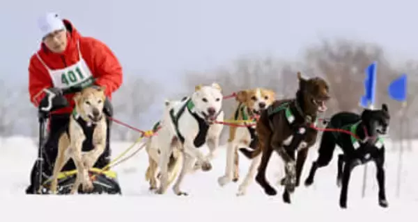 最北・稚内の雪原、犬ぞり疾走　国内最大規模レース、40回目