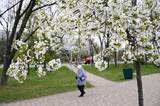 「キーウの「京都公園」で桜　ウクライナに春、市民憩い」の画像1