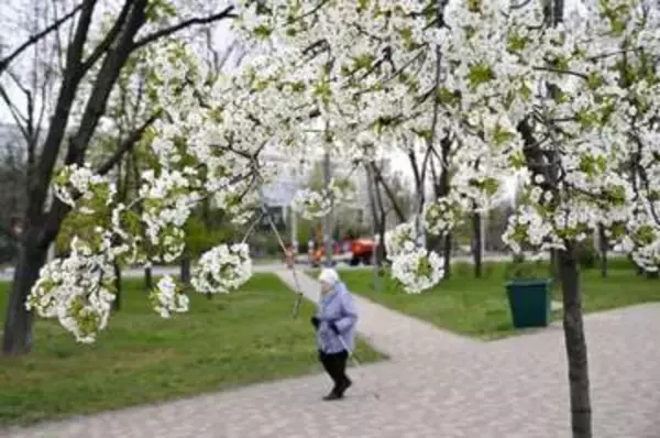 キーウの「京都公園」で桜　ウクライナに春、市民憩い