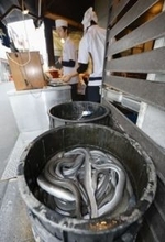 EU案のウナギ国際取引規制否決　日本が反対、ワシントン条約会議