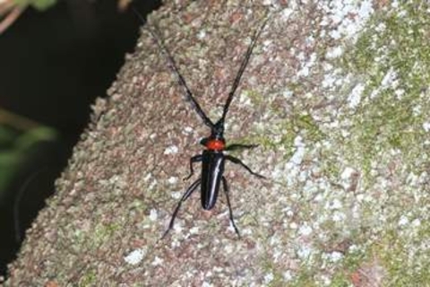 【独自】外来カミキリ被害、拡大の恐れ　50年、本州・四国全域に