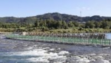 秋の風物詩、最大級「鮎やな」　宮崎・延岡で2年ぶり