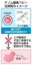 ゲノム編集胚規制法が成立　子宮への移植に罰則