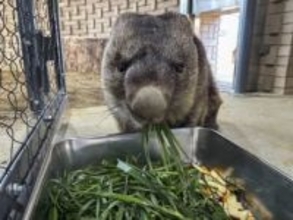 最高齢ウォンバット37歳に　大阪の動物園、長寿お祝い