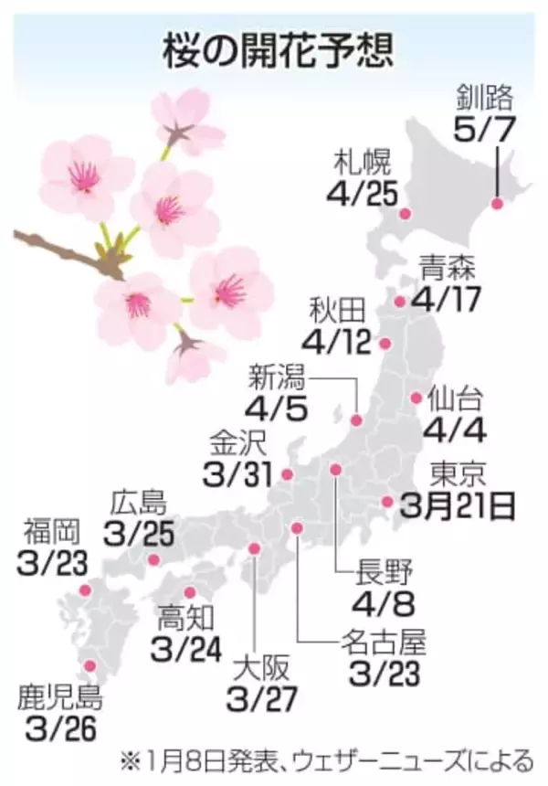桜開花予想、北日本は早め　東京からスタートか
