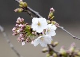 桜、19日から開花の予想　高知や名古屋、都心でも