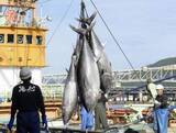 「太平洋マグロ、漁獲増合意できず　メキシコが突如反対、協議継続へ」の画像1