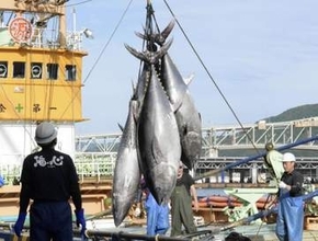 太平洋マグロ、漁獲増合意できず　メキシコが突如反対、協議継続へ