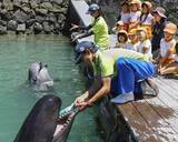 「太地の博物館でクジラの歯磨き　洗車ブラシ使い健康PR」の画像1