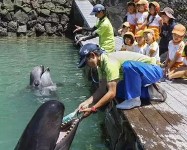 太地の博物館でクジラの歯磨き　洗車ブラシ使い健康PR