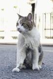 「英官邸ネコ、新首相お迎え　ラリー、愛犬との相性は？」の画像1
