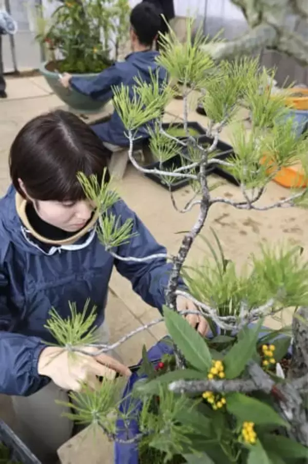 皇居で新年彩る「春飾り」　伝統盆栽、準備大詰め