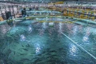 陸上養殖サーモン、血液から鉄剤開発へ　静岡県、大学や企業と連携
