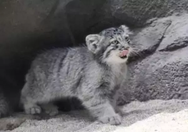 神戸の「最古」の子ネコ、初披露　仲良くじゃれ合う