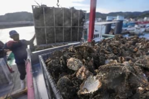 広島のカキ被害 300億円規模に