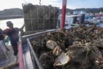 広島県のカキ被害、300億円　大量死、東京商工リサーチが調査