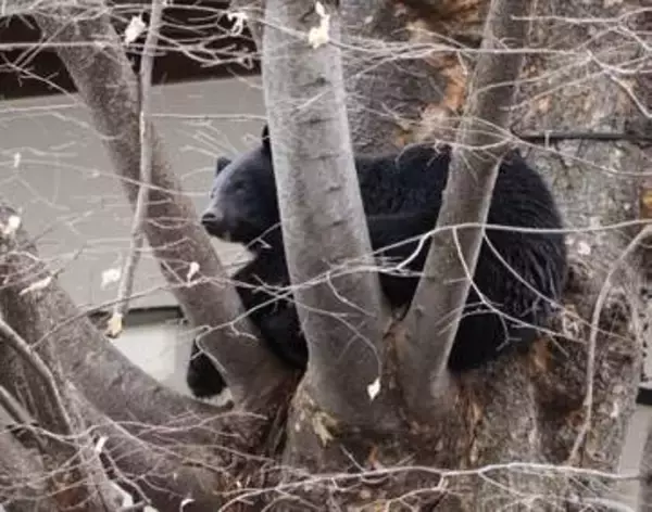 「春グマ」に注意を、既に被害も　積極的捕獲へ体制整備急ピッチ