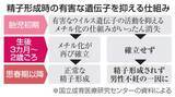 「精子形成の鍵、不妊解明へ　乳幼児期に有害遺伝子抑制」の画像1
