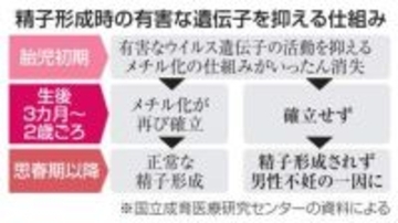 精子形成の鍵、不妊解明へ　乳幼児期に有害遺伝子抑制