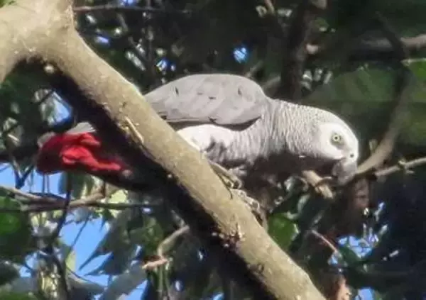 絶滅危惧種「ヨウム」64羽放鳥　中部大、ウガンダで保全活動