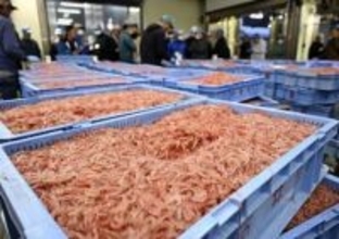 静岡で春のサクラエビ初競り　駿河湾で水揚げ、燃料不足懸念