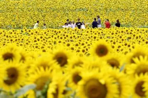 200万本のヒマワリ輝く　北海道・北竜で見頃