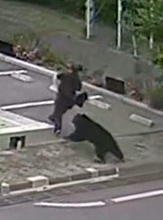 クマ襲撃の十数秒、一部始終記録　被害男性を執拗に追走、福島