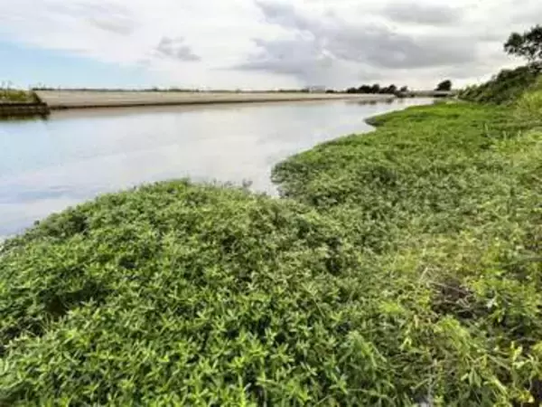 侵略的植物に高い光合成能力　茎伸長、弱点突く防除期待