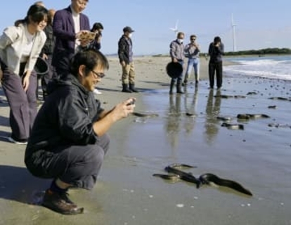 浜松市で鰻放流