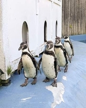 ペンギン6羽、仙台の動物園に　東武動物公園から