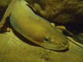 24日からウナギ国際規制議論へ　日本は反対、ワシントン条約会議