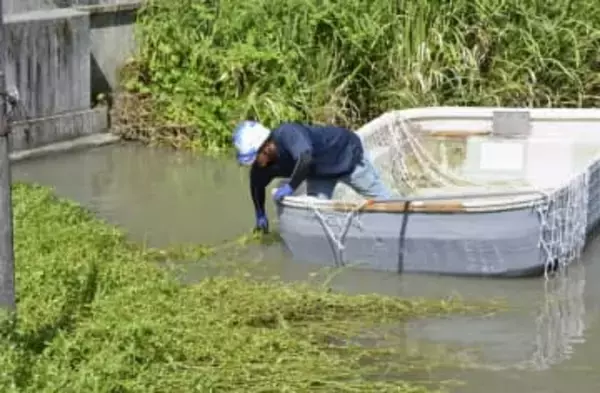 侵略植物に中華食材で対抗、佐賀　クウシンサイ育て実験