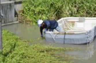 侵略植物に中華食材で対抗、佐賀　クウシンサイ育て実験