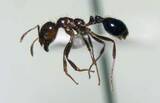 「ヒアリ2400匹、岡山の水島港　女王アリや卵、幼虫も」の画像1