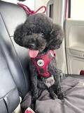 「犬猫行方不明相談272件　熊本地震、半数は発見」の画像1