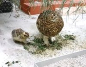 ライチョウ繁殖へ寄付募る　富山の動物園2月13日まで