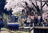 「咲き誇る桜に包まれ　能登さくら駅、被災者の心癒やす」の画像1