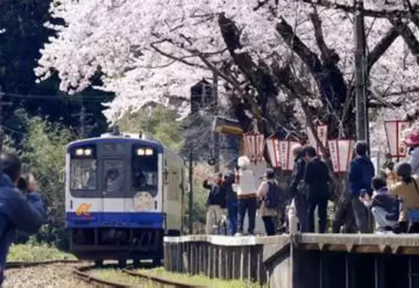 咲き誇る桜に包まれ　能登さくら駅、被災者の心癒やす