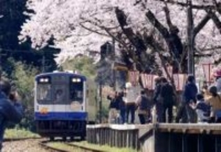 咲き誇る桜に包まれ　能登さくら駅、被災者の心癒やす