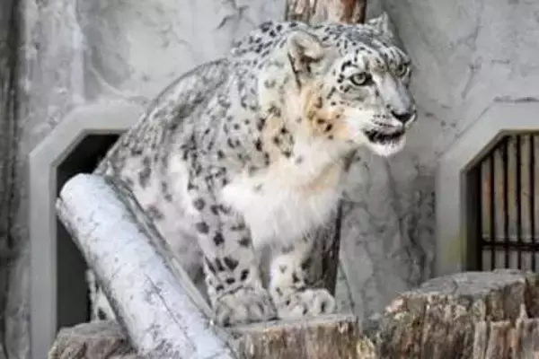 15歳のユキヒョウ死ぬ　名古屋・東山動植物園