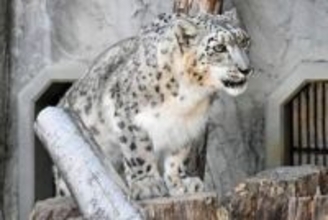 15歳のユキヒョウ死ぬ　名古屋・東山動植物園