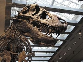 ティラノサウルスの体温は36度　歯の分析で推定、米チーム研究