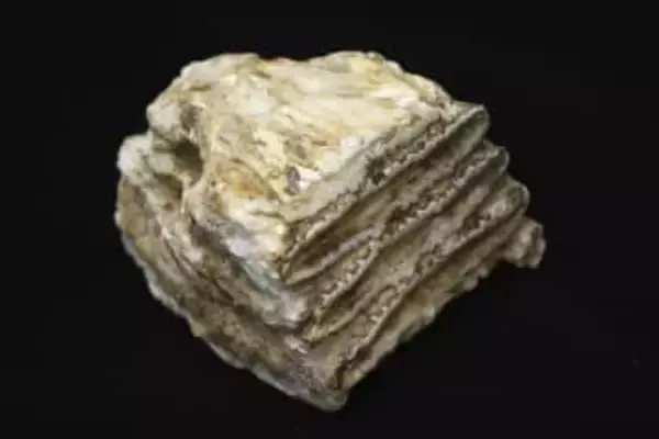 ナウマンゾウのDNA解析に成功　100万年前に大陸で分岐