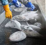 「焼津の水産加工会社元役員に有罪　水揚げの冷凍カツオ、港で窃盗」の画像1