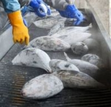 焼津の水産加工会社元役員に有罪　水揚げの冷凍カツオ、港で窃盗