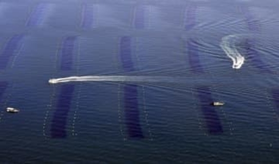 ノリ不作で「栄養塩」規制緩和　東京湾と伊勢湾、環境省