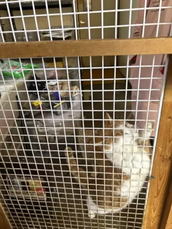 栃木の猫保護施設を家宅捜索　虐待と告発、不適切飼育の疑い