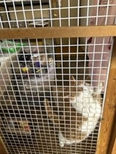 栃木の猫保護施設を家宅捜索　虐待と告発、不適切飼育の疑い