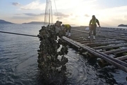 カキ養殖業者の経営支援へ　無利子融資や損害補填